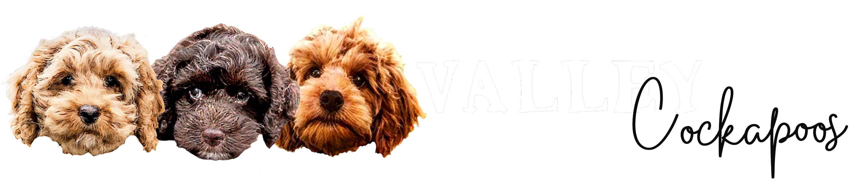 Quality #1 Cockapoo Breeders in California - Valleypoos