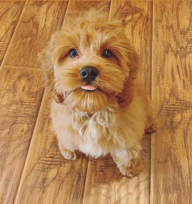 Quality #1 Cockapoo Breeders in California - Valleypoos