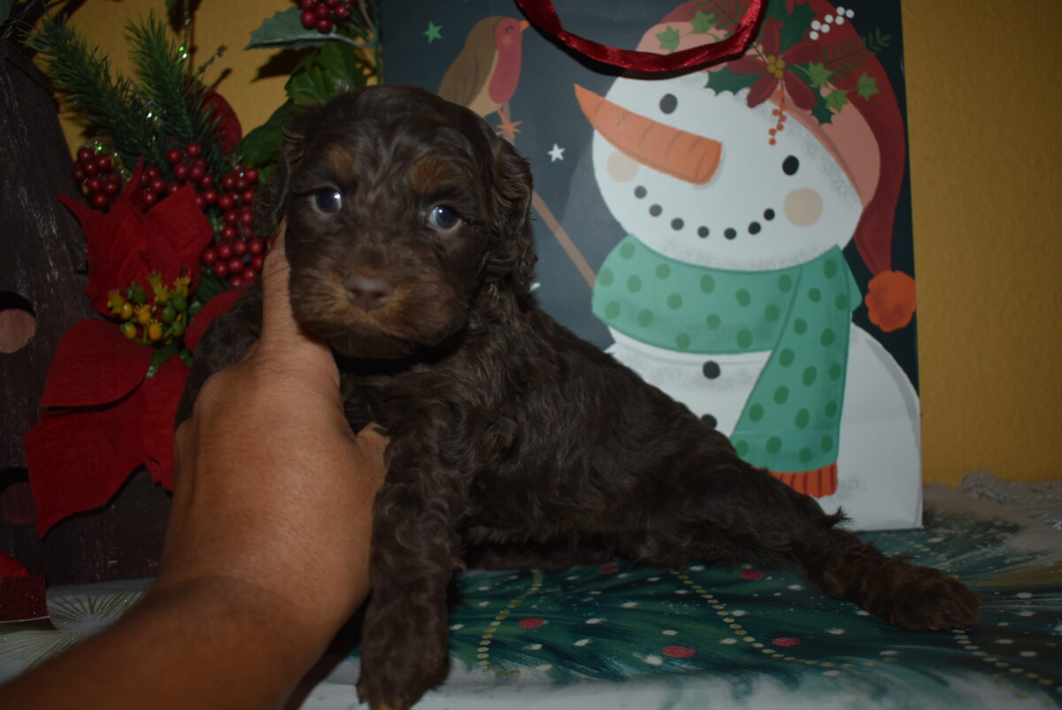 AVAILABLE COCKAPOO PUPPIES – Valley Cockapoos