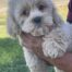Cockapoo Puppies
