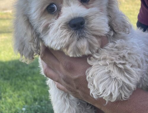 What are the Questions to Ask Buying Cockapoo Puppies