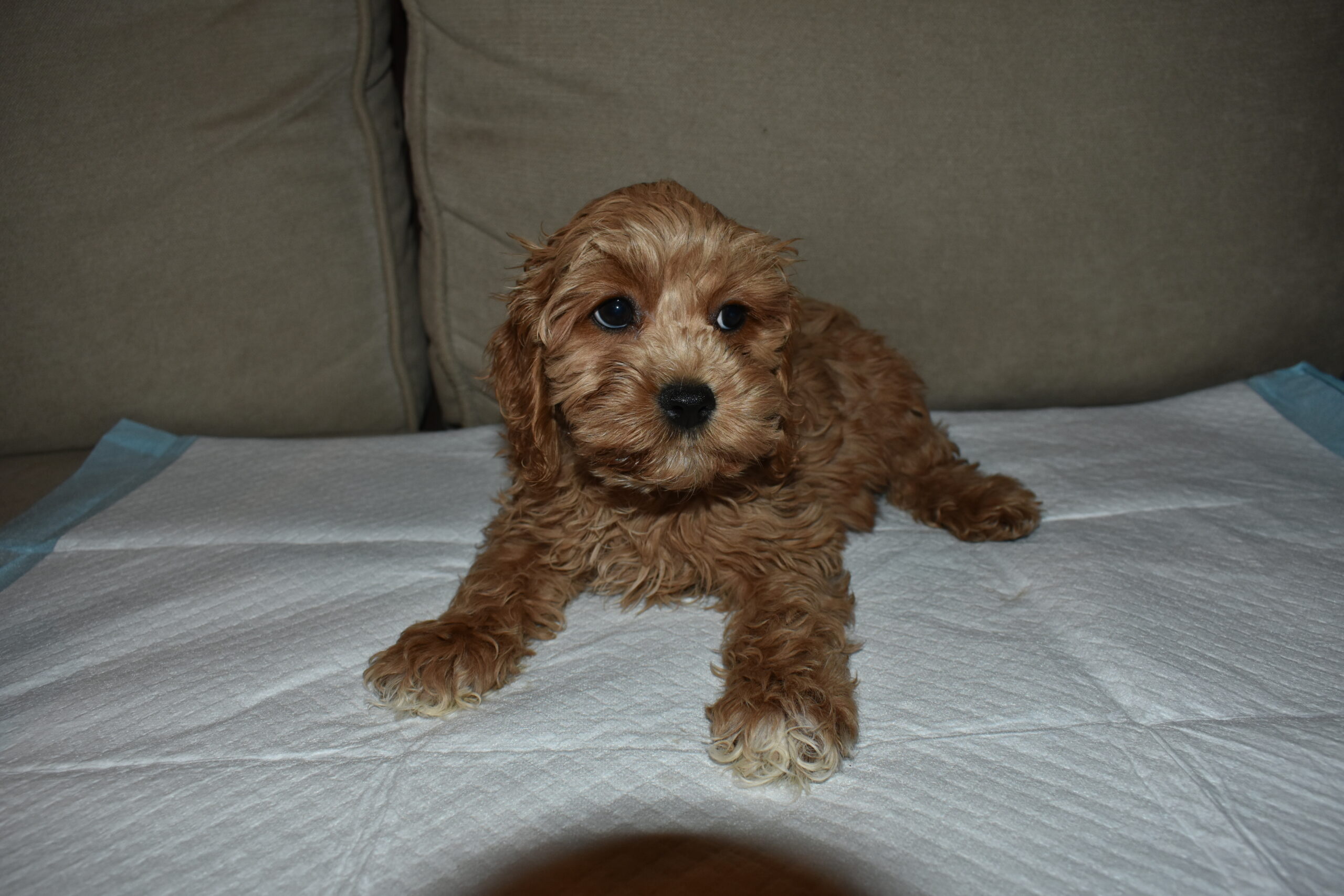 Cockapoo_181