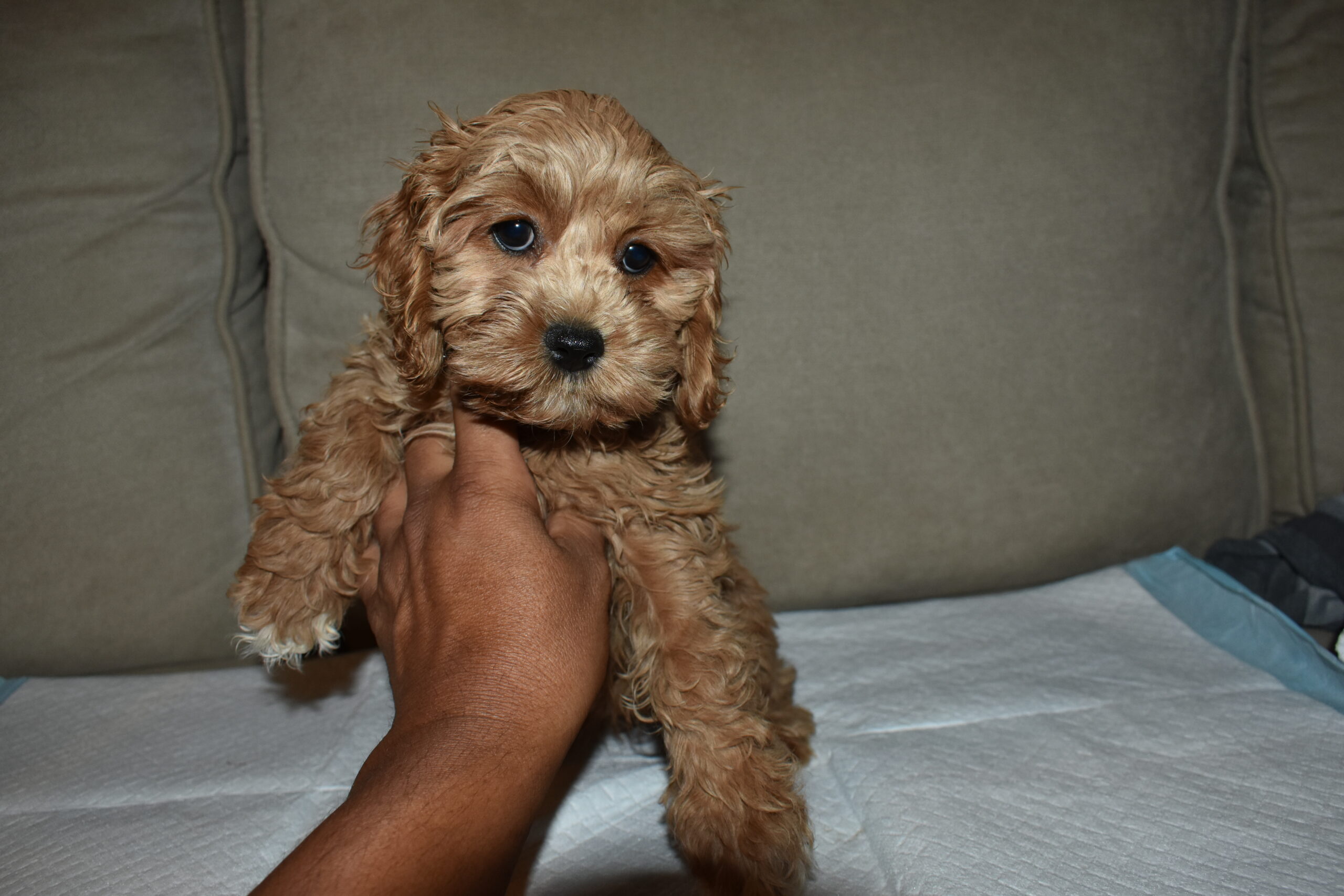 Cockapoo_182