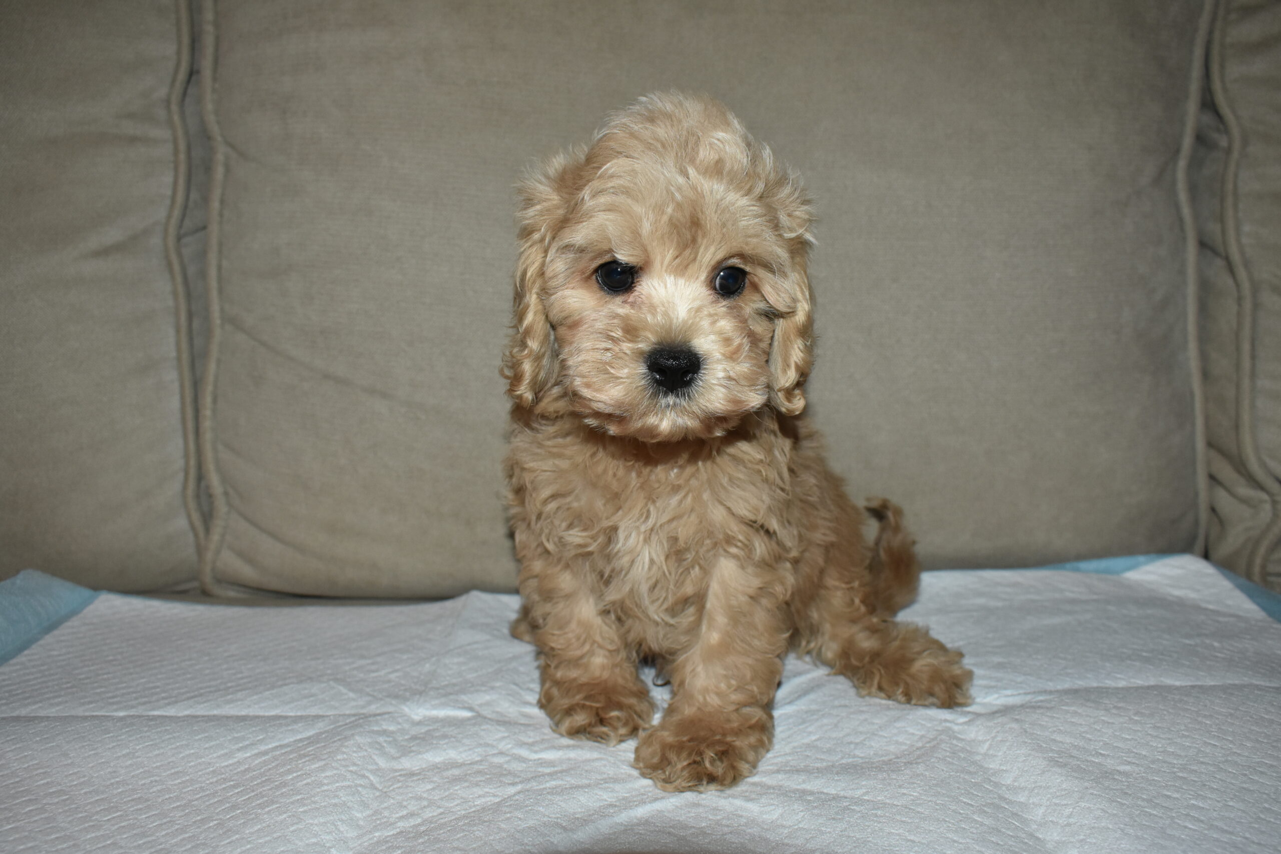 Cockapoo_188