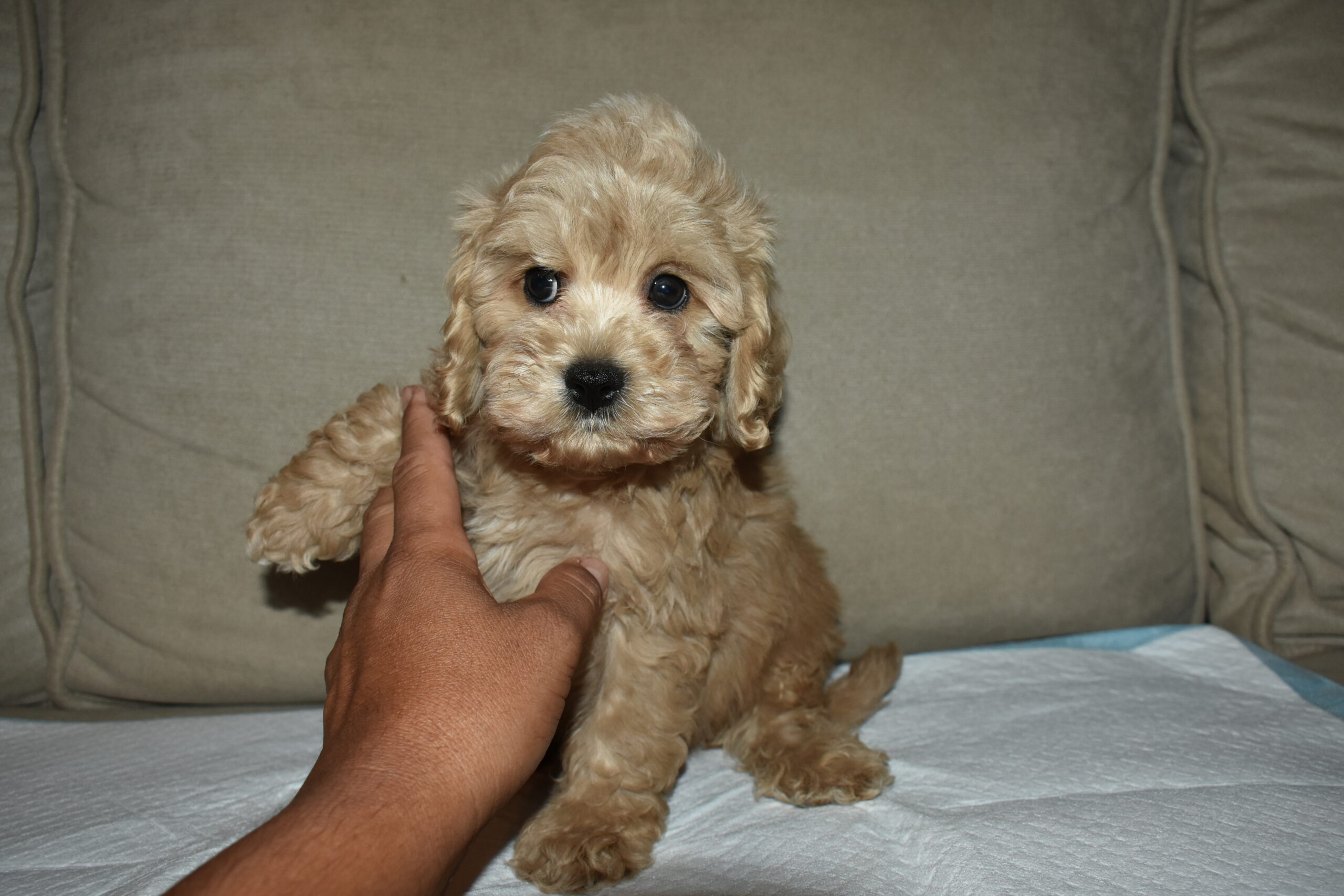 Cockapoo_186