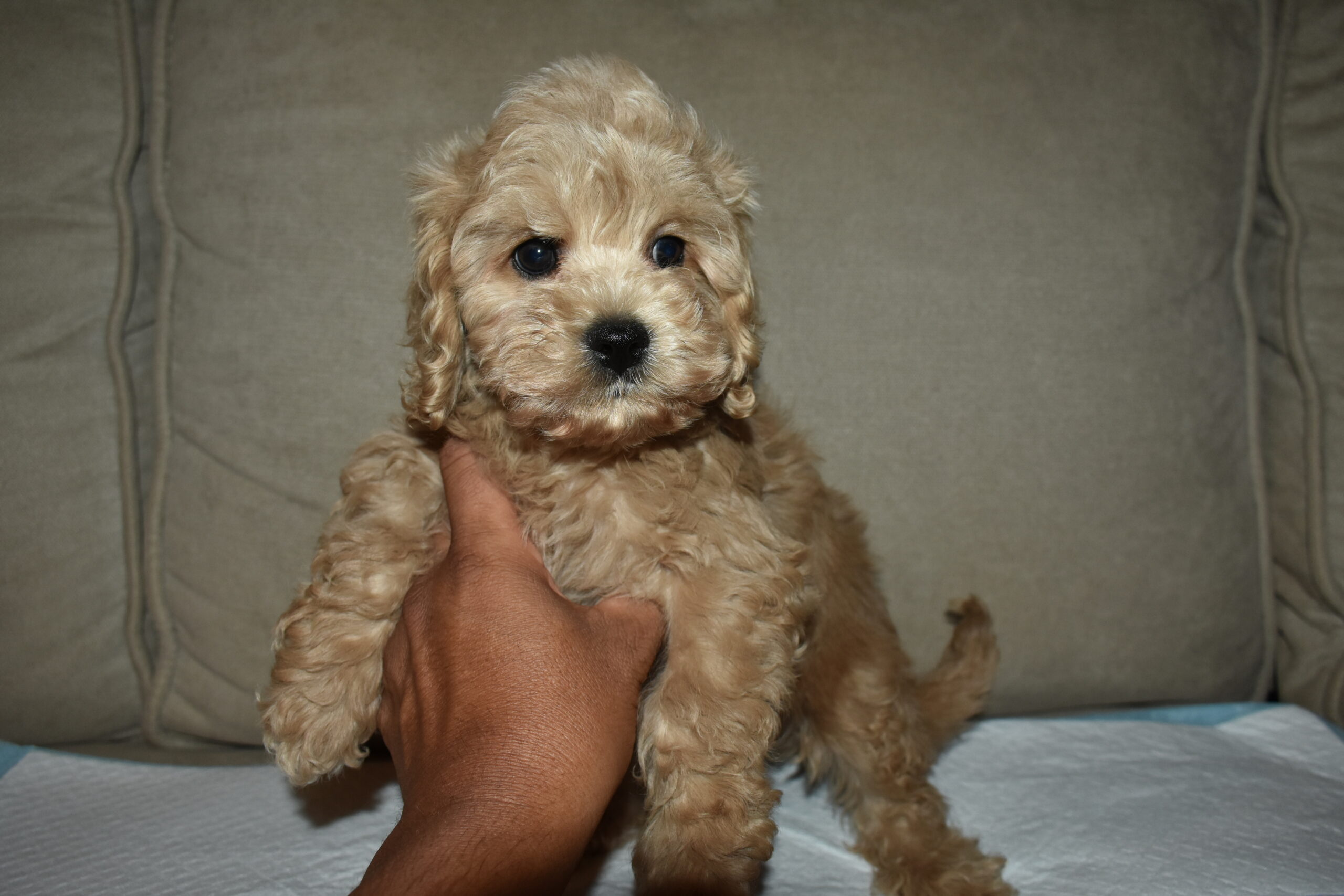 Cockapoo_187