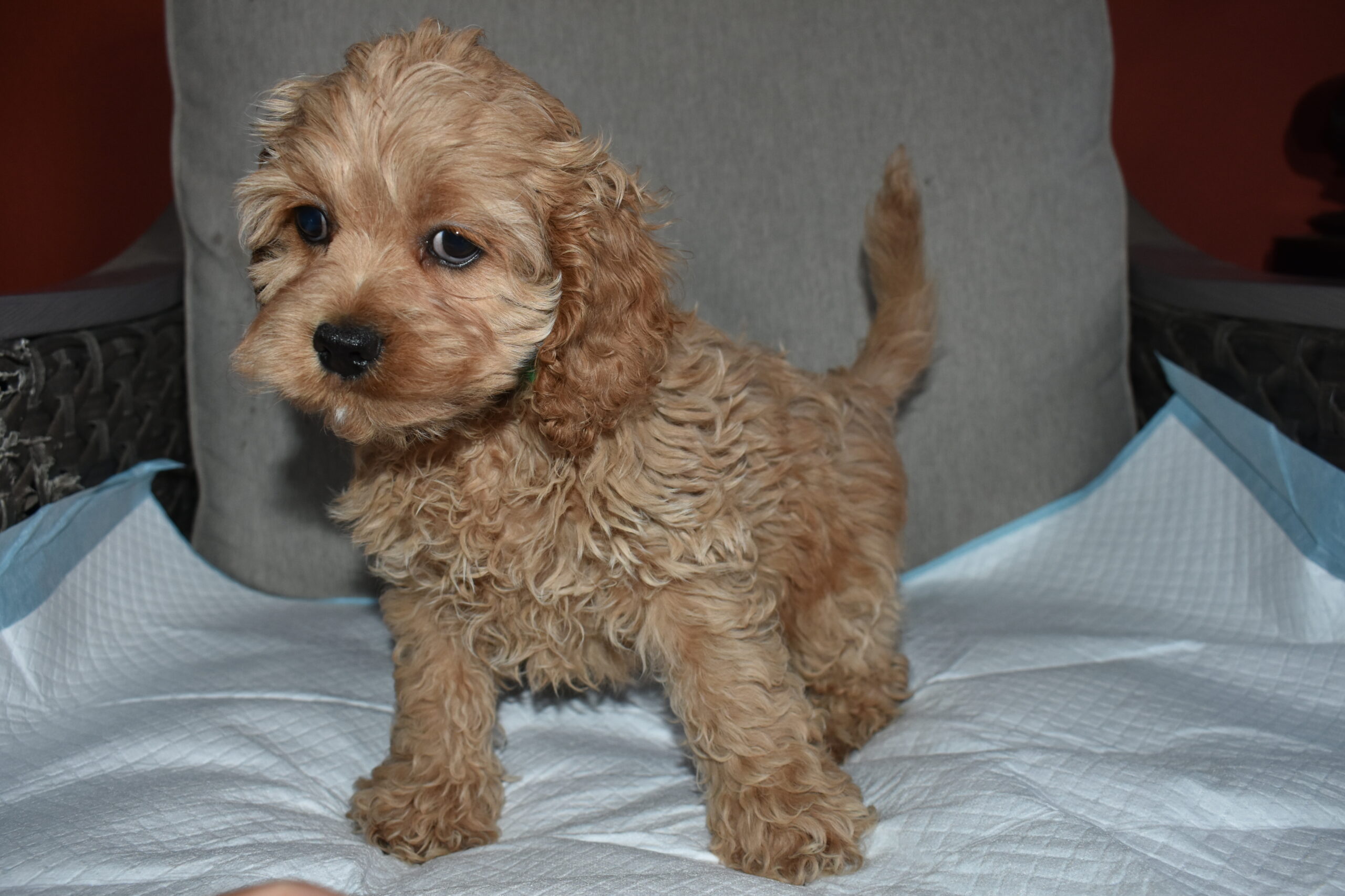 Cockapoo Puppy Price