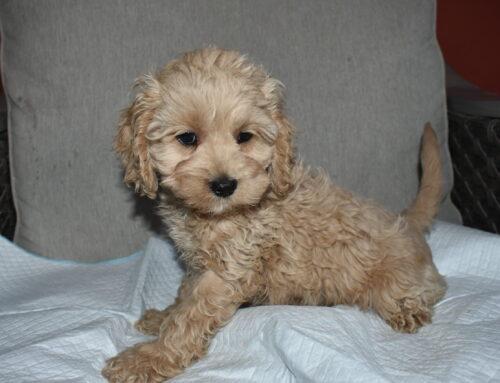 Is a Cockapoo a Good House Dog? A Cockapoo Breeders Guide!