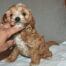 Male Cockapoo Breeder