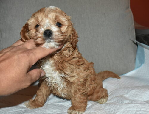 Set A Appointment Male Cockapoo Breeder Here