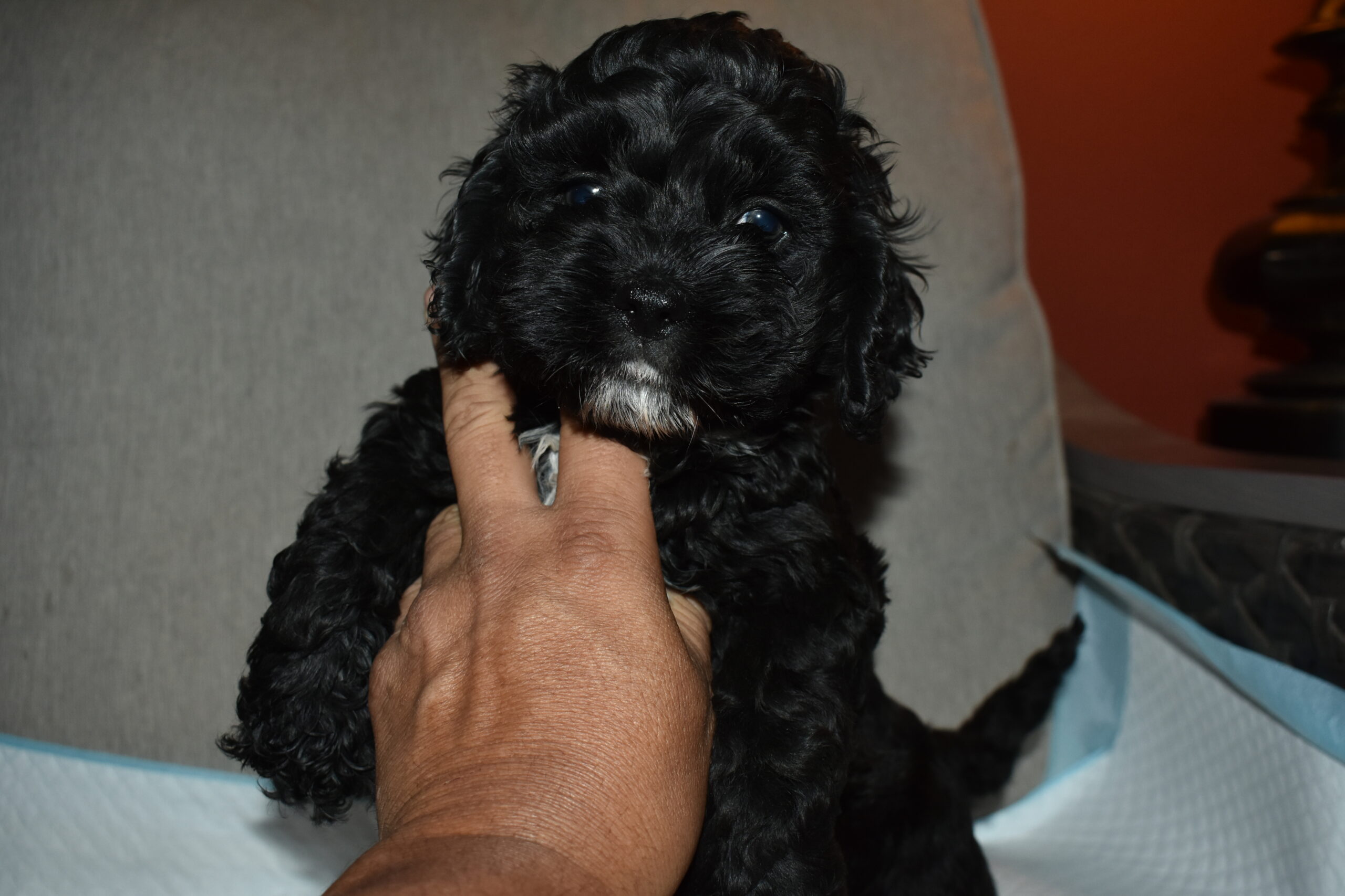 Healthy Cockapoo puppies
