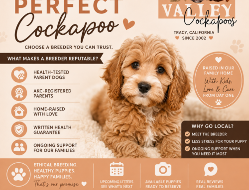 How to Find a Reputable Cockapoo Breeder in Tracy, CA