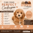 How to Find a Reputable Cockapoo Breeder in Tracy