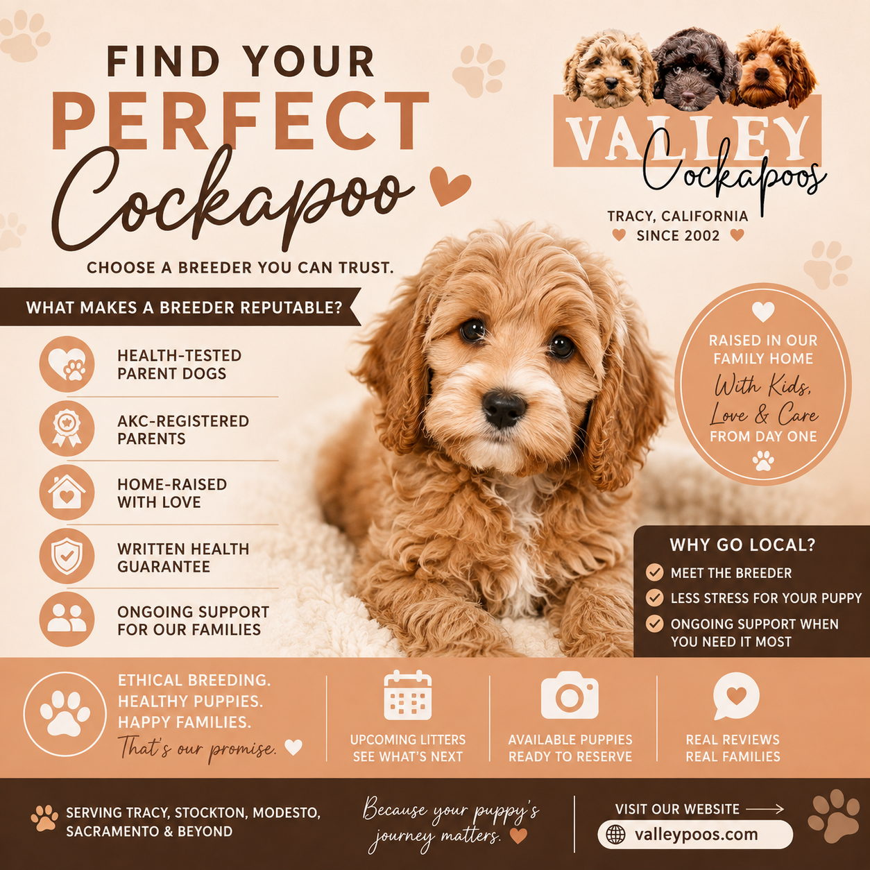 How to Find a Reputable Cockapoo Breeder in Tracy