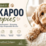 Cockapoo Guide Valley Cockapoos USA