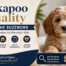 Cockapoo Quality
