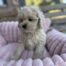 Cockapoo for Sale California