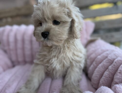 Cockapoo for Sale California: What Buyers Should Know Before Choosing a Puppy
